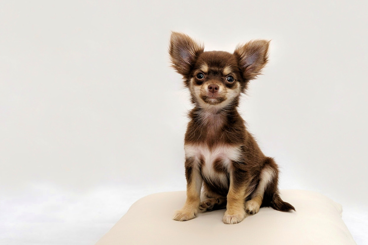 Chihuahua Dog on White Background